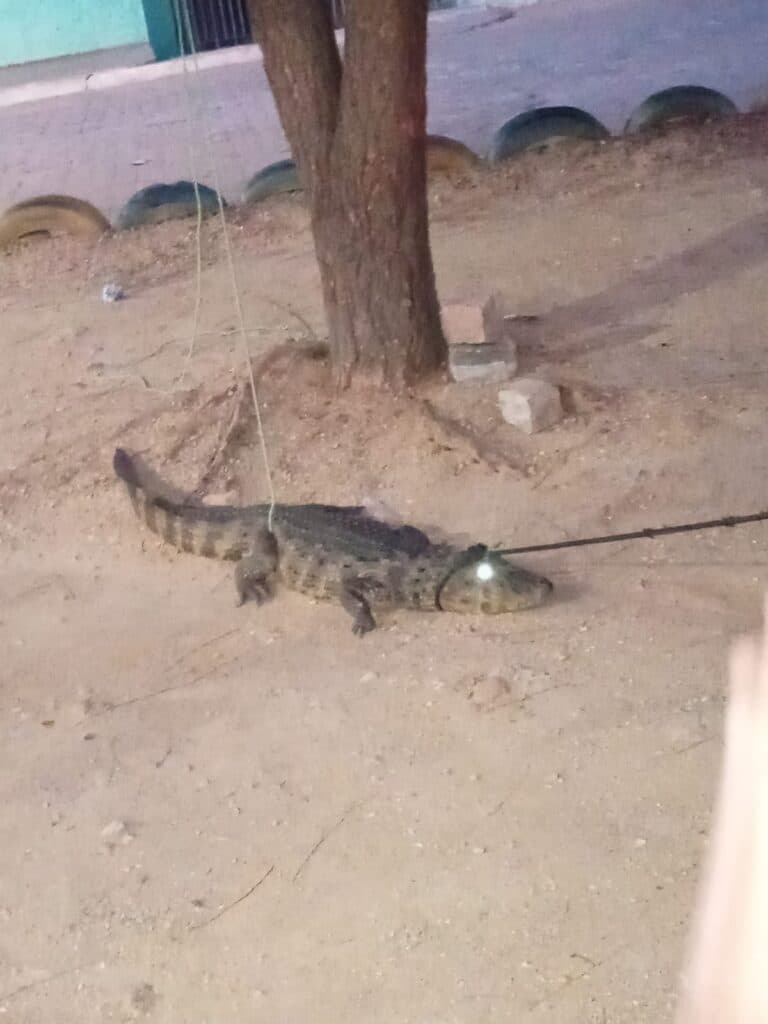 Jacaré é capturado na zona rural de Arcoverde e devolvido à natureza