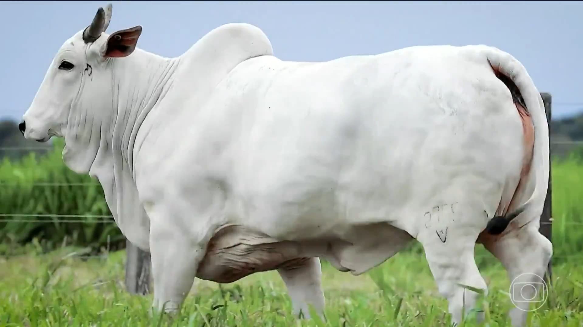 Vaca recordista no Mato Grosso revoluciona biotecnologia com produtividade extraordinária