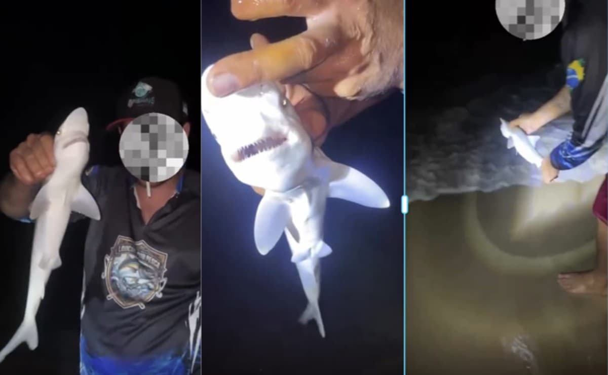 Captura de filhote de tubarão em Boa Viagem acende alerta sobre convivência com a vida marinha