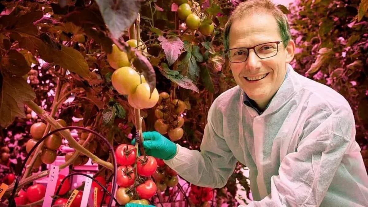Revolução Verde: Holanda lidera o uso de IA e tecnologia para a produção mundial de alimentos
