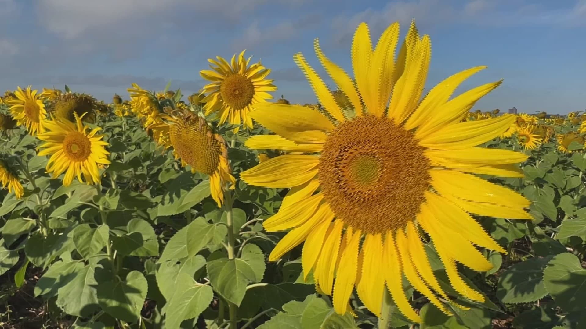 Cultivo de girassol ganha força como alternativa estratégica para o agronegócio paulista