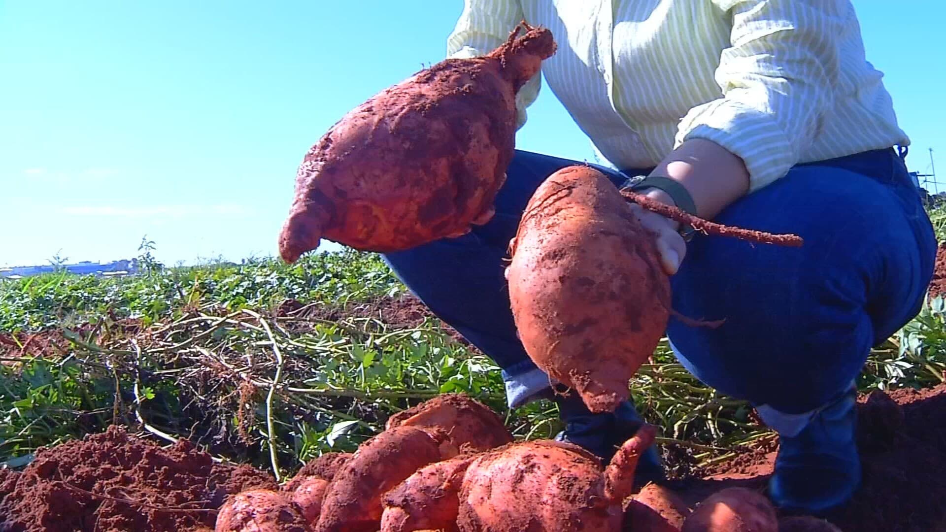 Nova variedade de batata-doce IAC Dom Pedro II promete revolucionar produtividade e nutrição no Brasil
