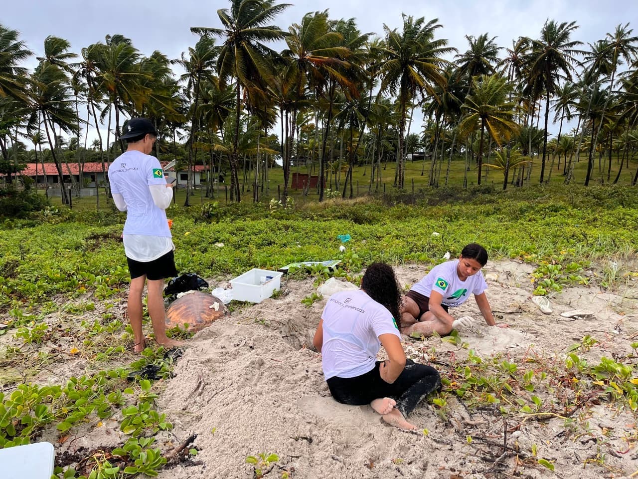 Crime ambiental: Ninho de tartarugas marinhas é furtado em Itamaracá horas antes de soltura