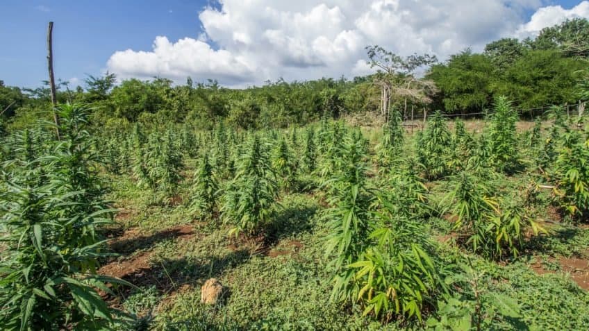Plantação de maconha é descoberta em propriedade rural de Ibimirim; 27 kg da droga são apreendidos