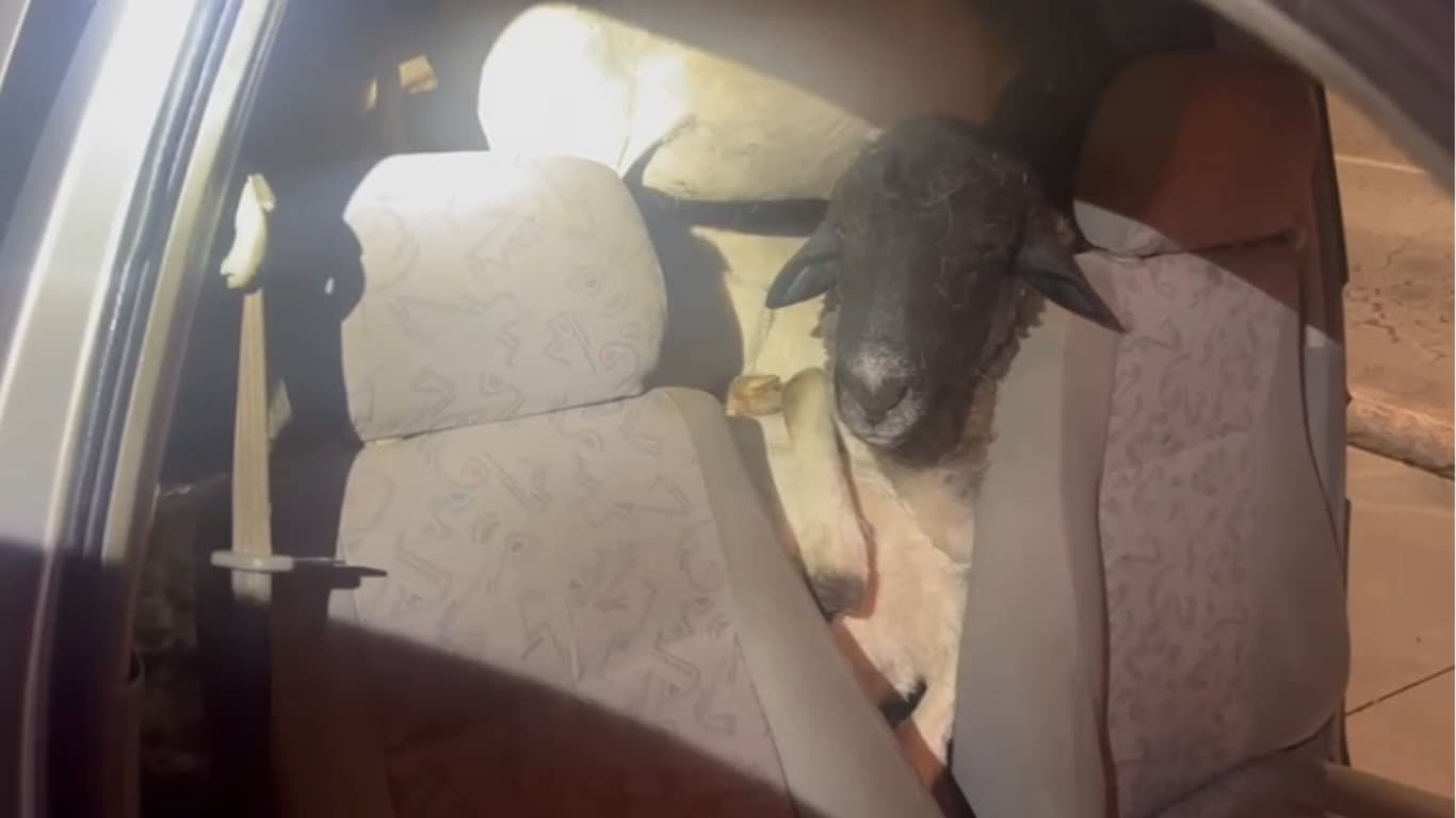 PRF encontra 18 bodes amontoados em veículo abandonado na BR-104 em Caruaru