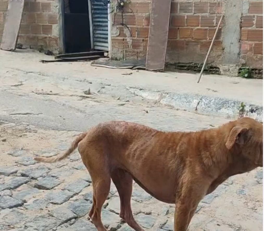 Moradores da Cohab 1 denunciam abandono de animais e risco à saúde pública em Arcoverde