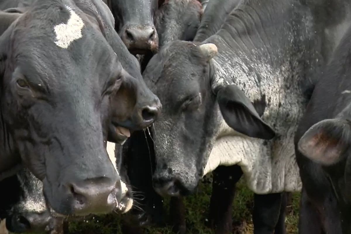 Infestação de mosca-do-estábulo causa prejuízos severos a produtores rurais em Costa Rica