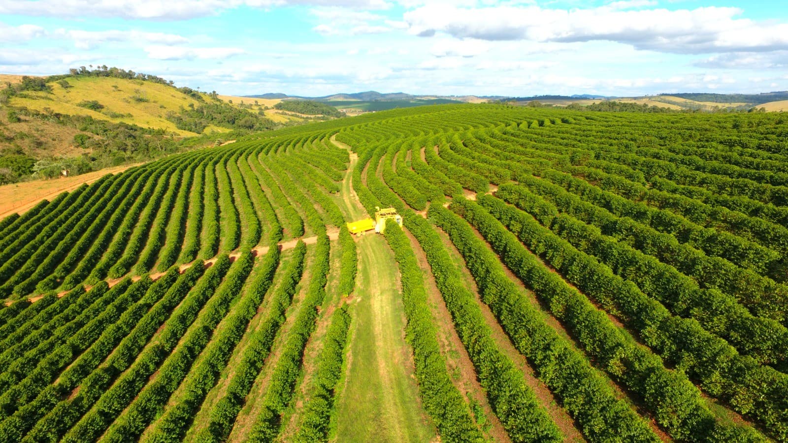 Safra de café: Produtores mineiros divergem de analistas sobre potencial de novo recorde em 2026