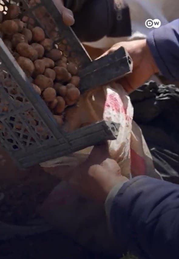 A sobrevivência a qualquer preço: a perigosa caça às trufas em campos minados da Síria