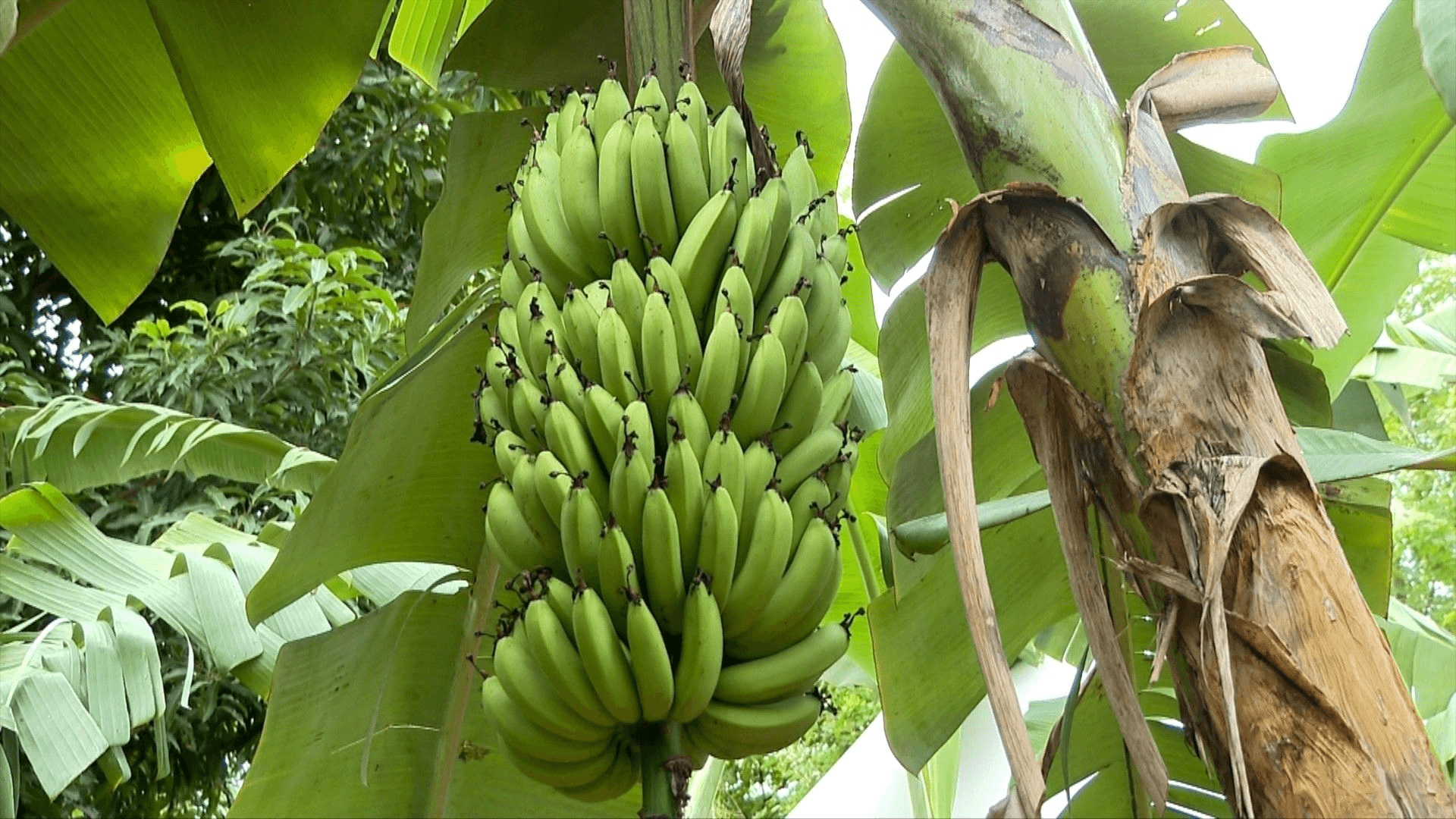 Nova variedade de banana Ambrosia promete revolucionar a produção agrícola no Espírito Santo