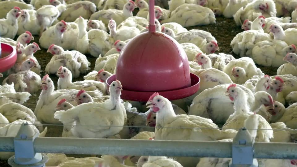 China bloqueia importação de produtos aviários brasileiros após surto de gripe H5N1