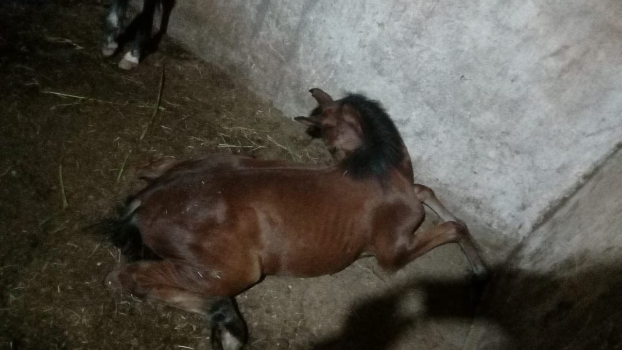Ministério Público de São Paulo ajuíza ação contra fábrica após morte de centenas de cavalos por ração contaminada