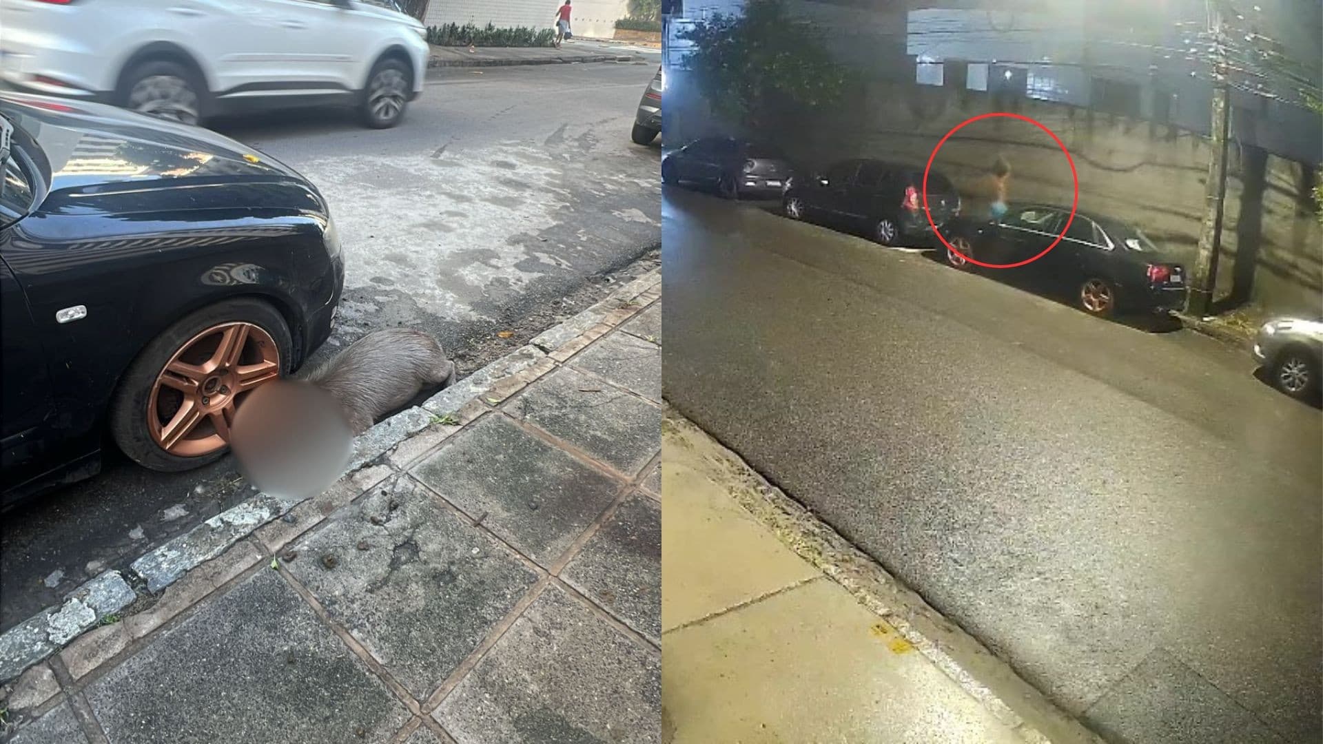 Crueldade animal: Capivara é morta a pauladas em Boa Viagem, Recife